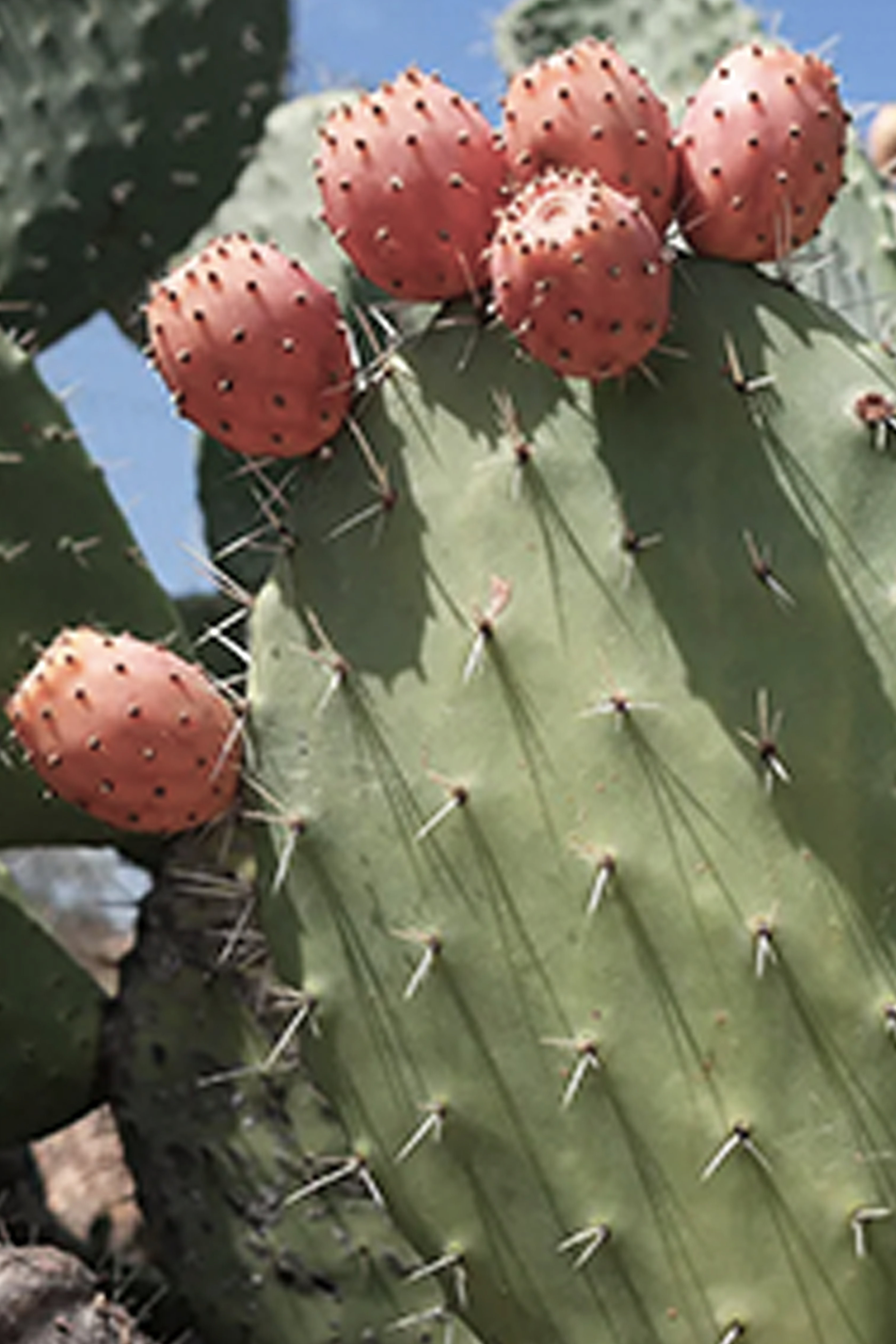 Prickly Pear