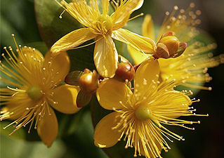 Hypericum Extract