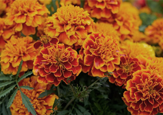 Marigold Extract