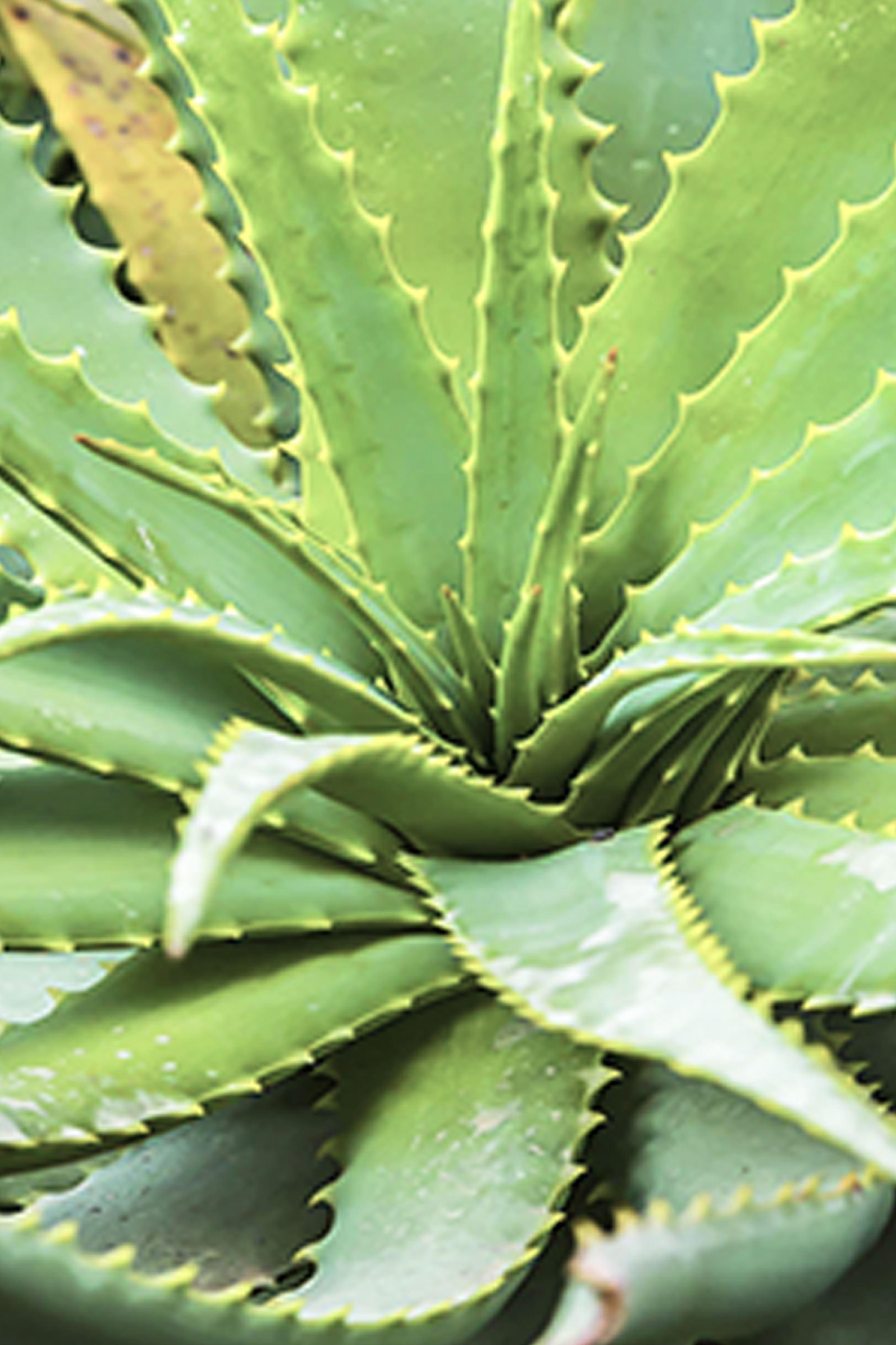 Aloe Vera