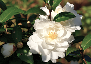 Camellia Extract