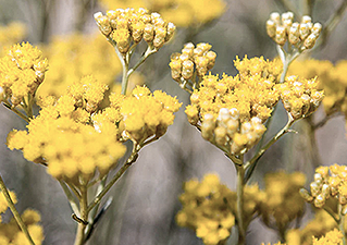 Helichrysum Hydrolate