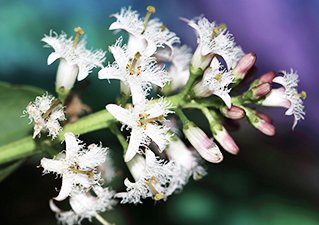 Menyanthes Trifoliata