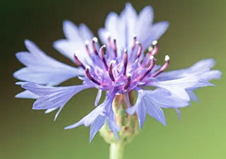 Hydrolat of Cornflower