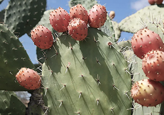 Prickly Pear